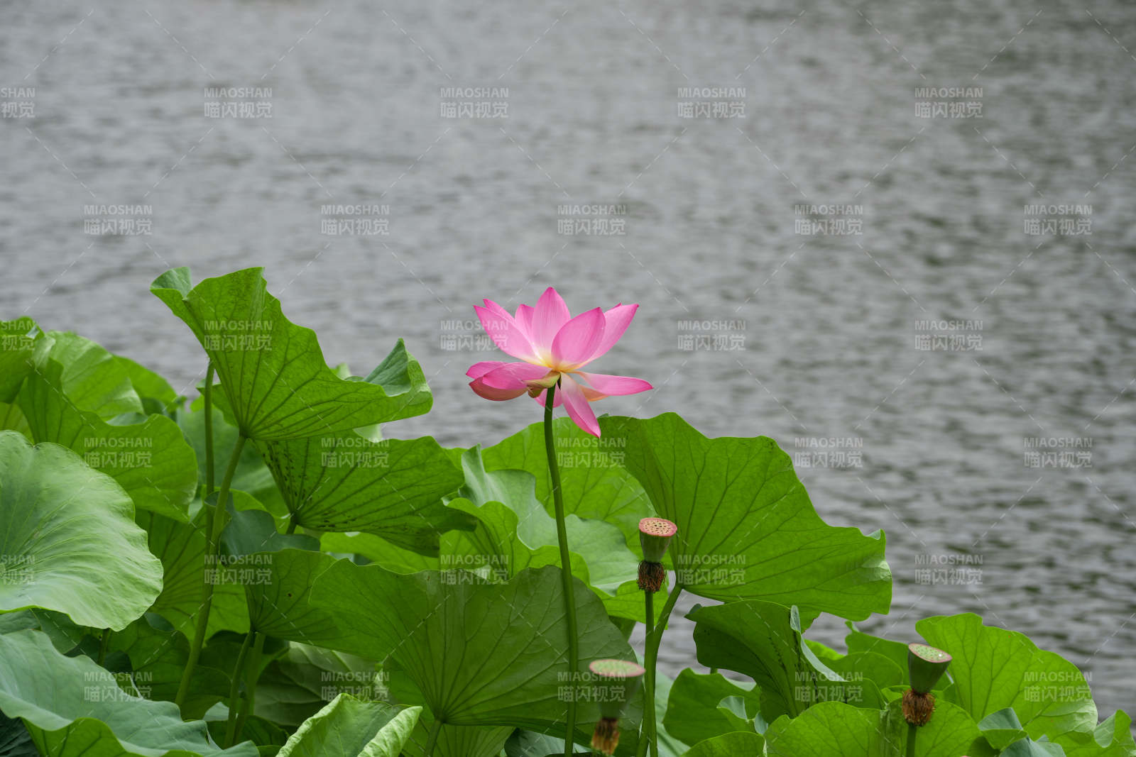 池塘中的莲花盛开图片