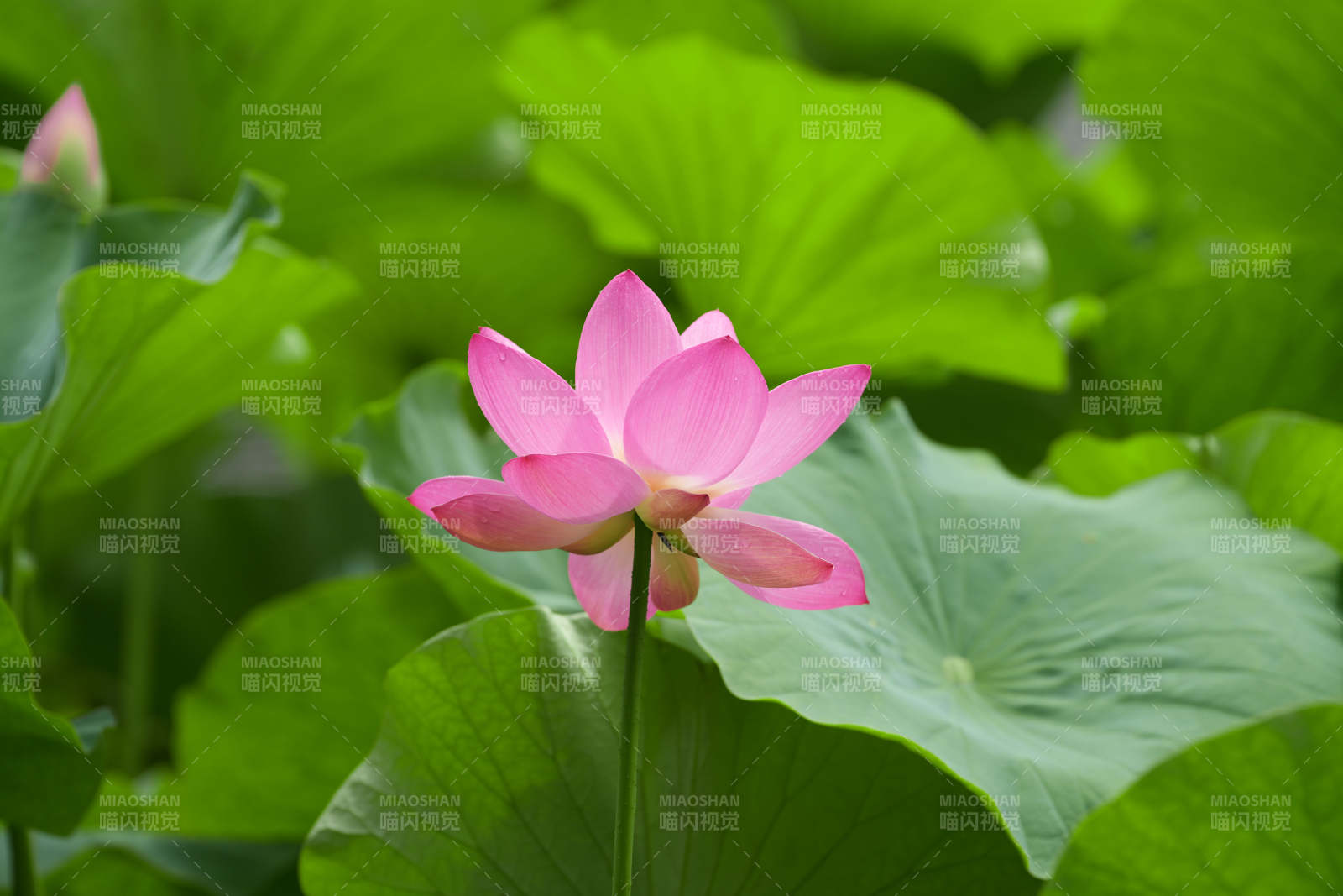 荷花盛开 绿叶相伴图片