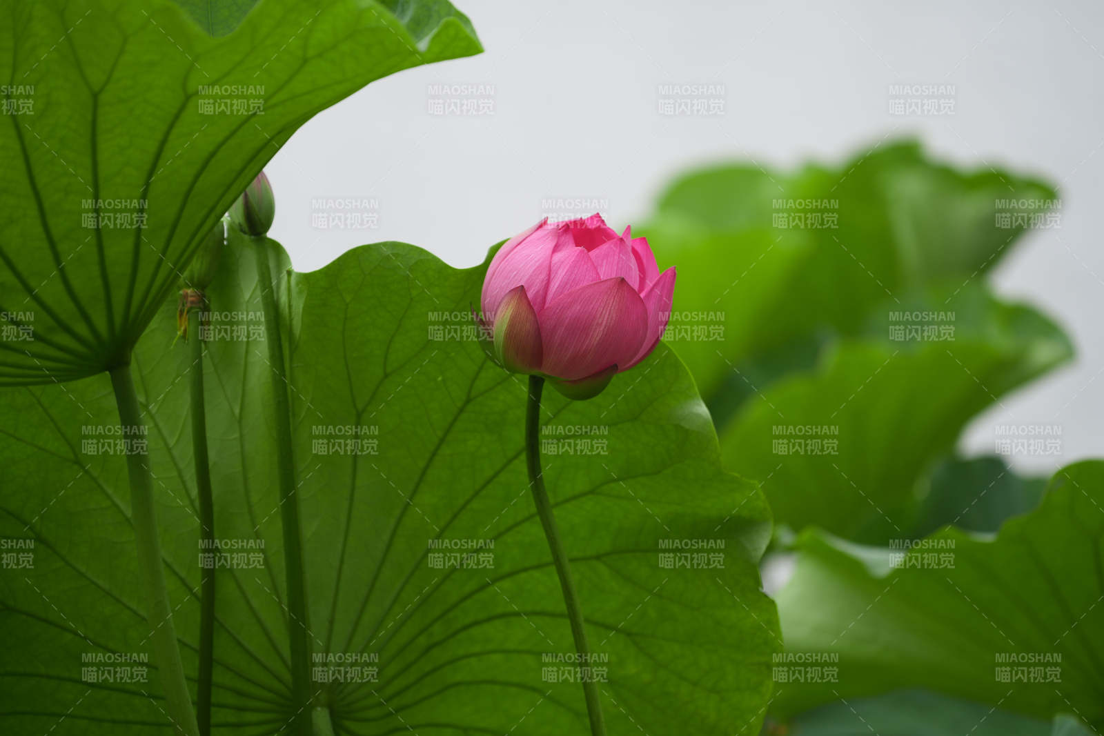 荷花初绽 绿叶相伴图片