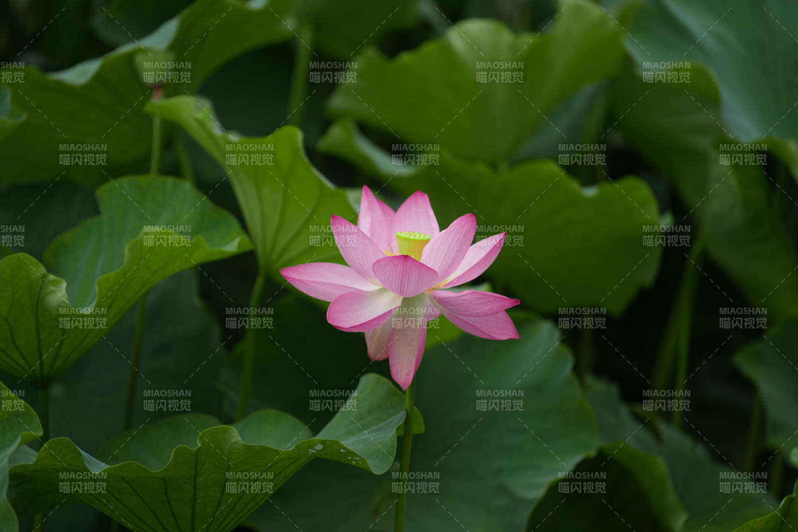 荷花盛开 绿叶相伴图片