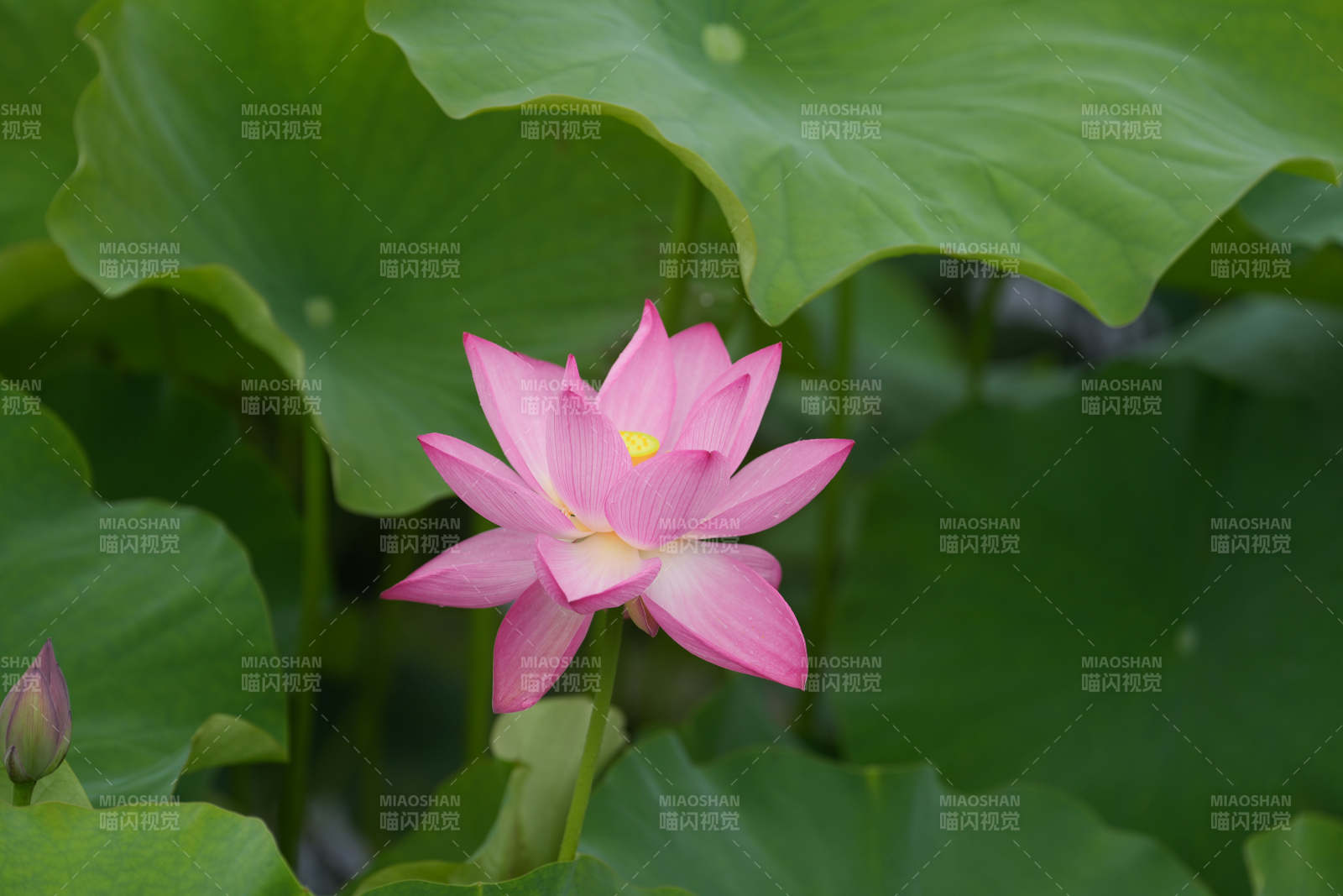 粉嫩莲花映绿叶图片