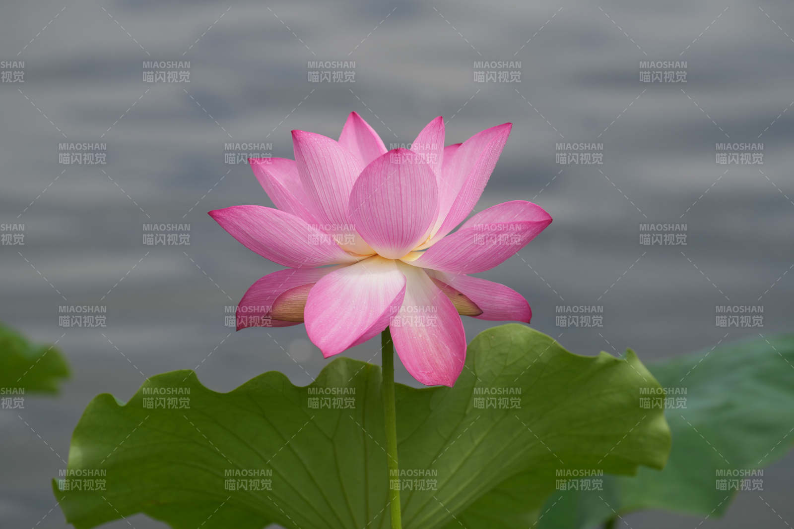 粉色莲花静谧绽放图片