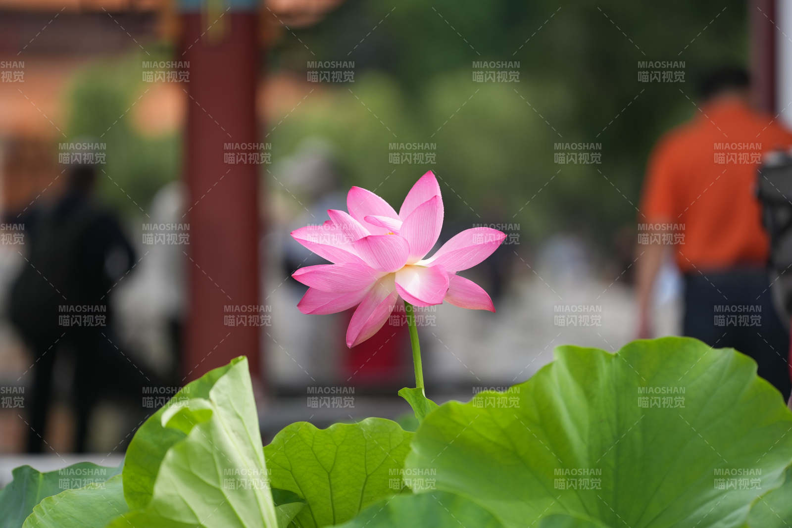 池塘中的粉色莲花盛开图片