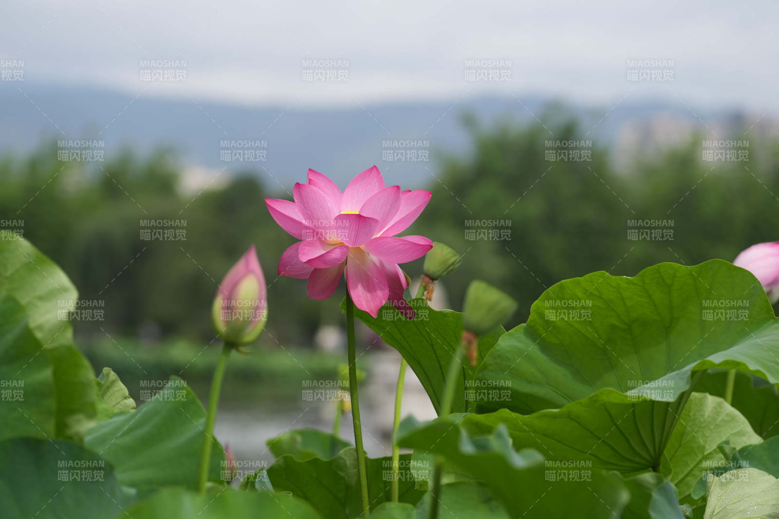 池塘中的粉色莲花盛开图片