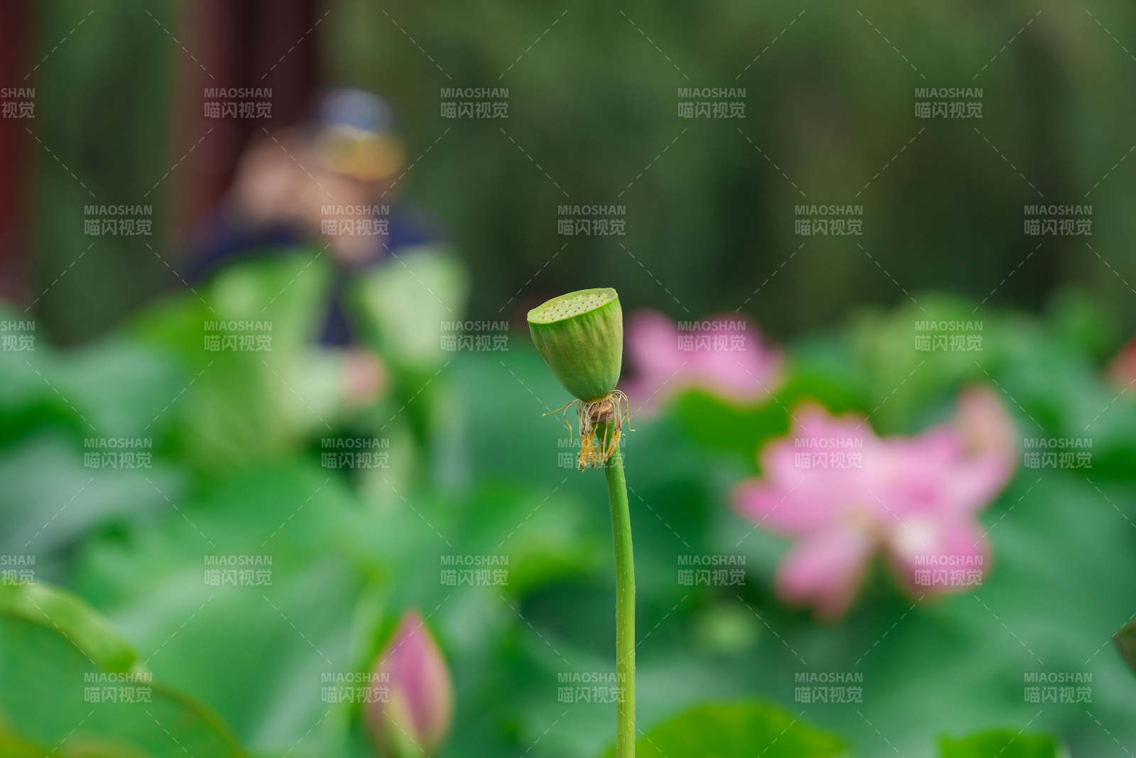 荷塘静谧 莲蓬初现图片