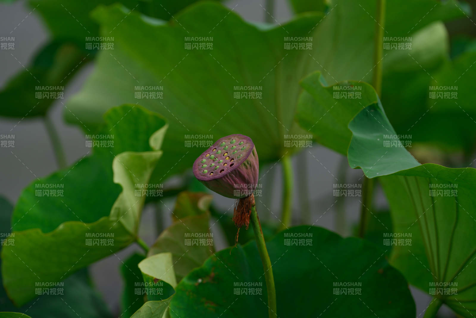 荷叶丛中的莲蓬图片