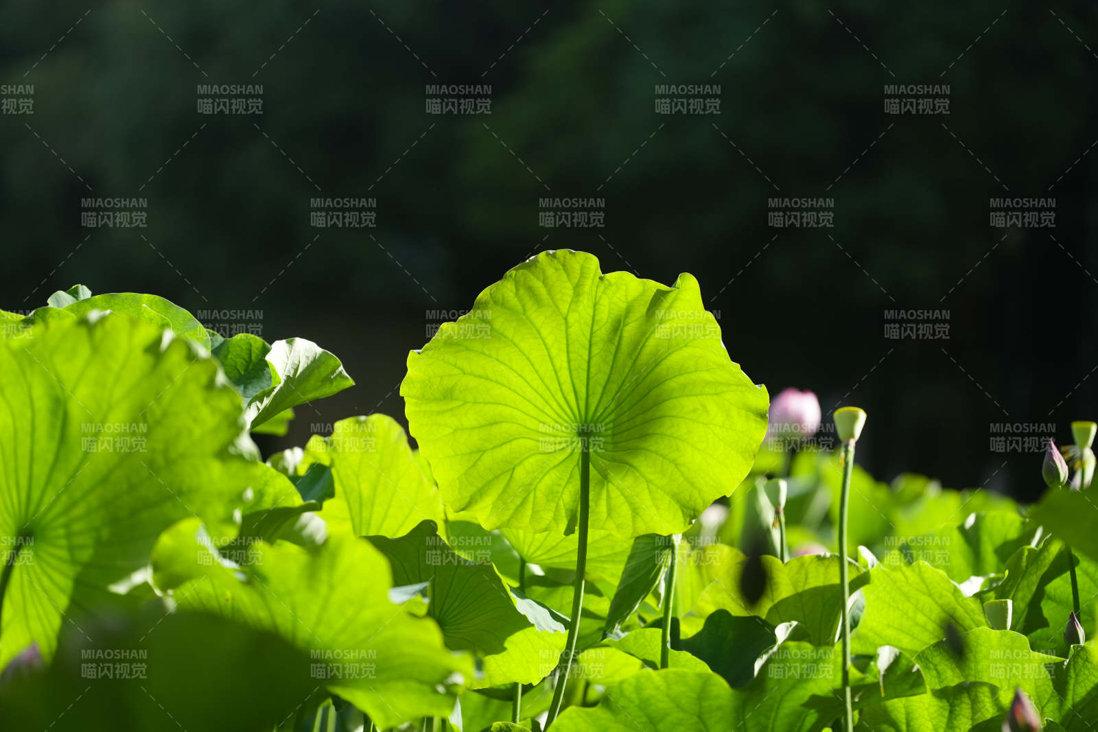 荷叶映日 绿意盎然图片