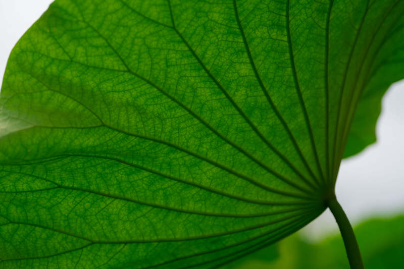 绿叶脉络清晰特写图片