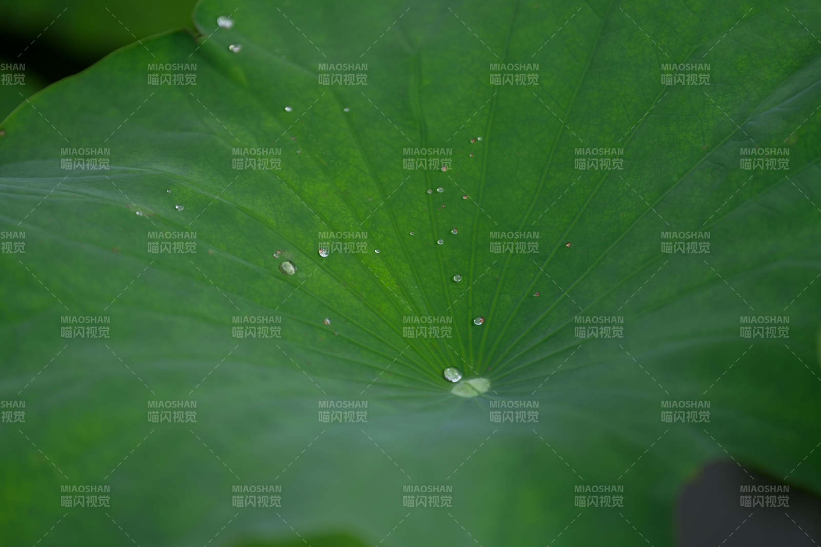 荷叶上的露珠图片