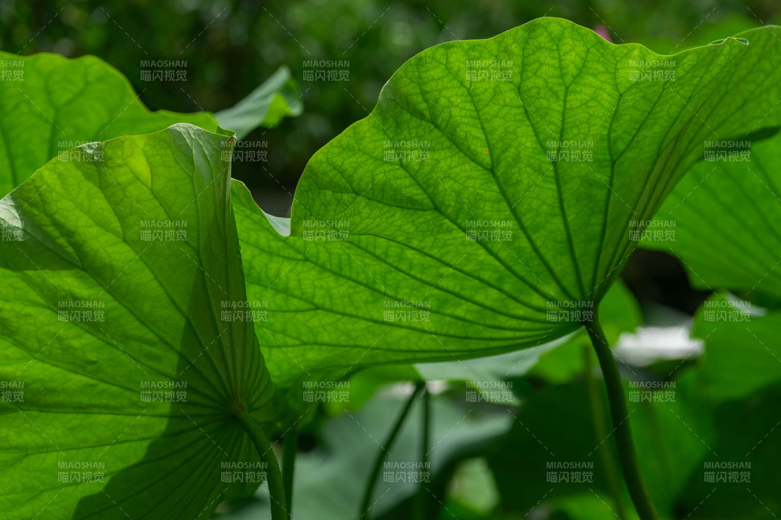 荷叶翠绿 光影交错图片