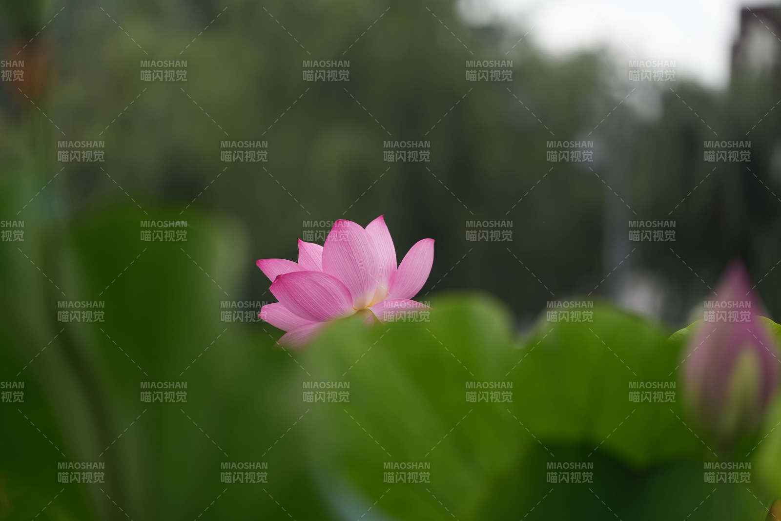 池塘中的粉色莲花图片