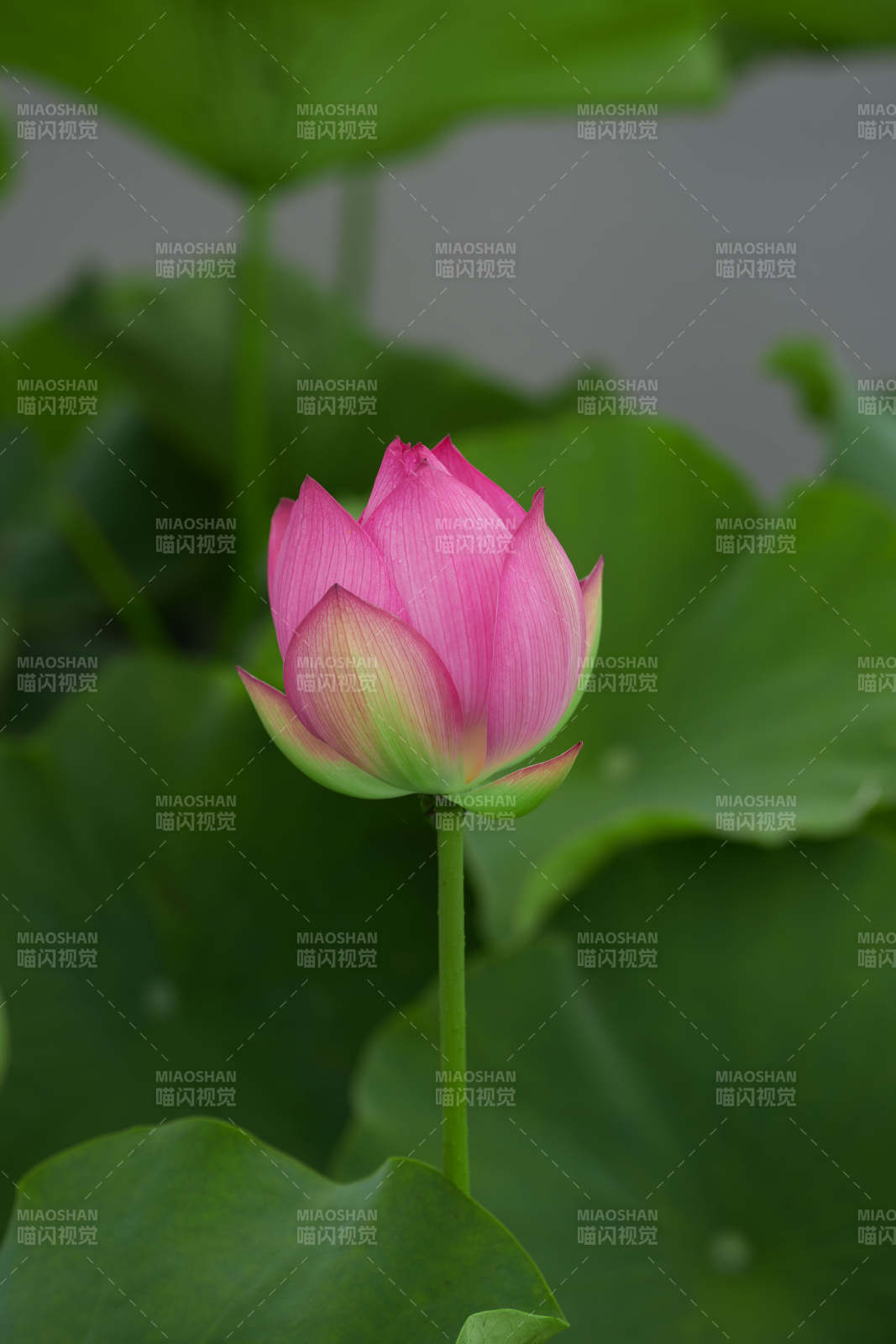 粉嫩莲花静谧绽放图片