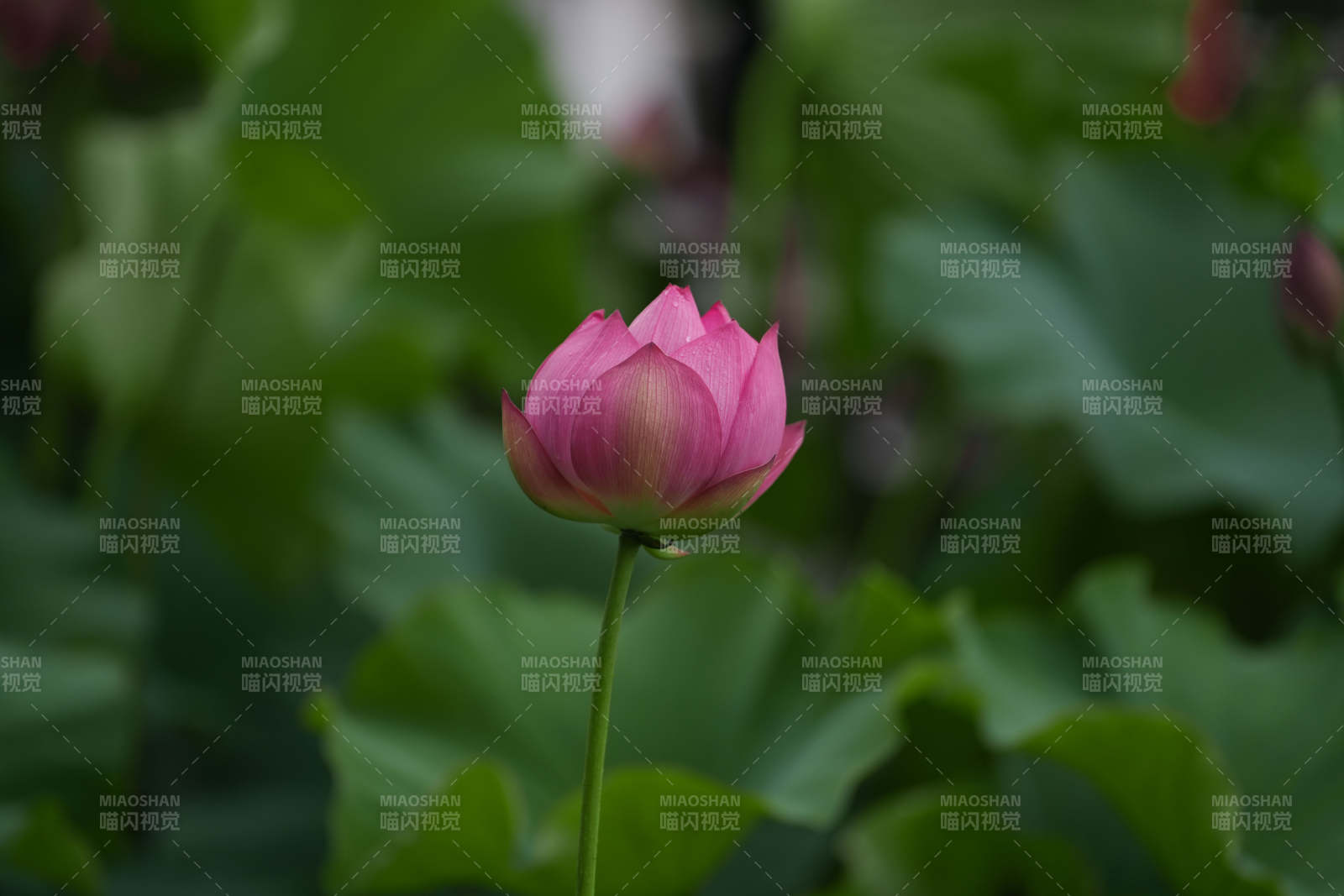 粉莲静绽绿叶间图片