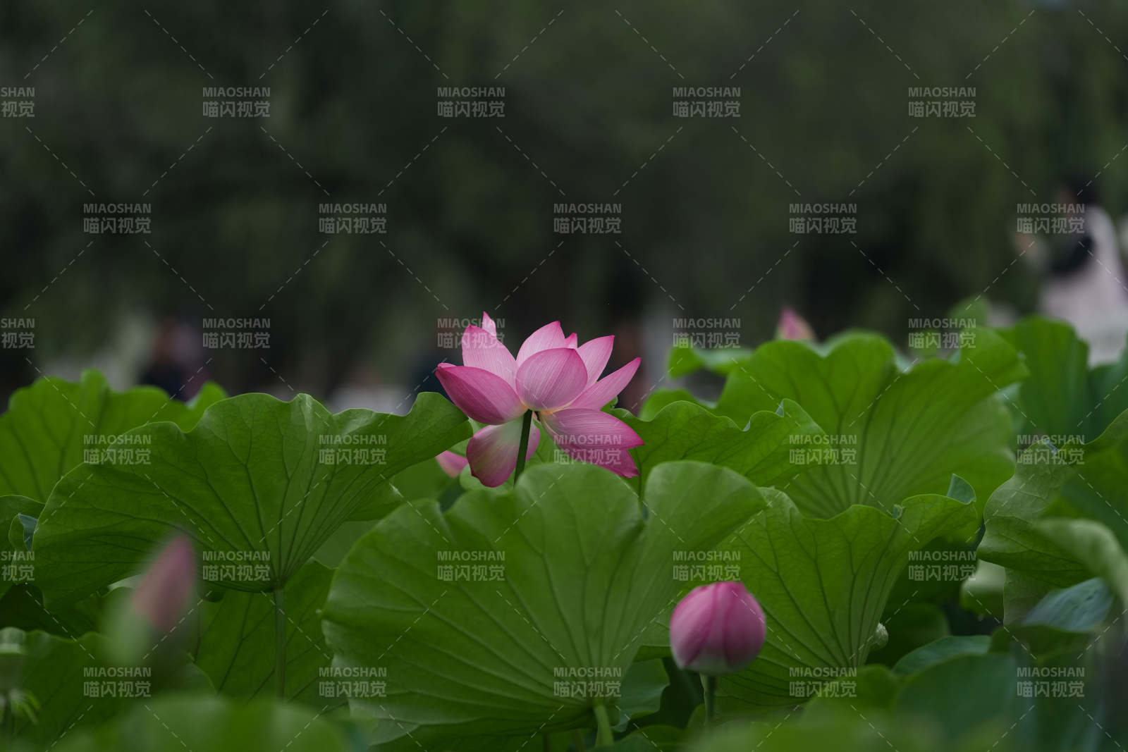 荷塘月色 粉莲绽放图片