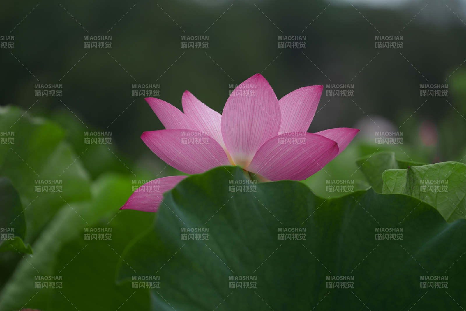 粉莲静绽绿叶间图片