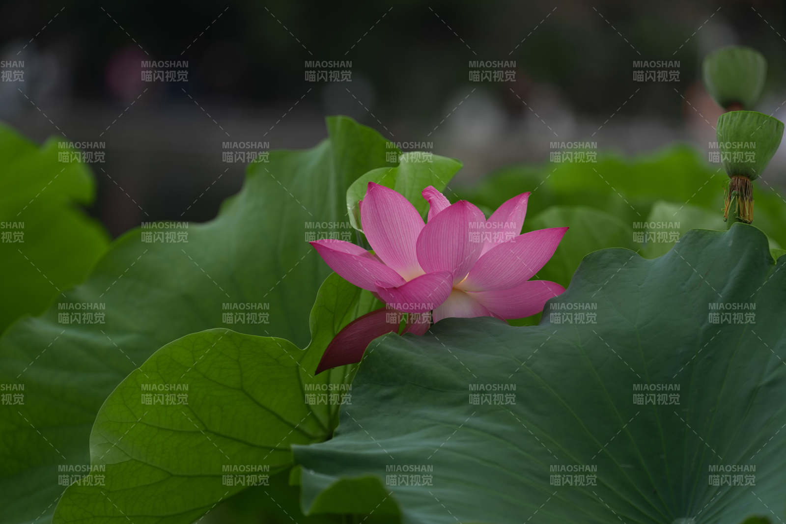 荷花绽放 绿叶相伴图片