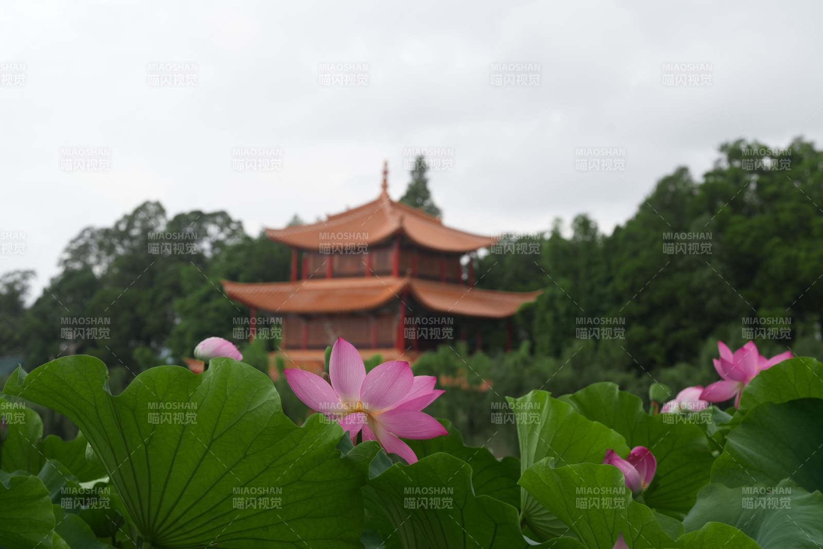 荷塘映古塔 静谧如画图片