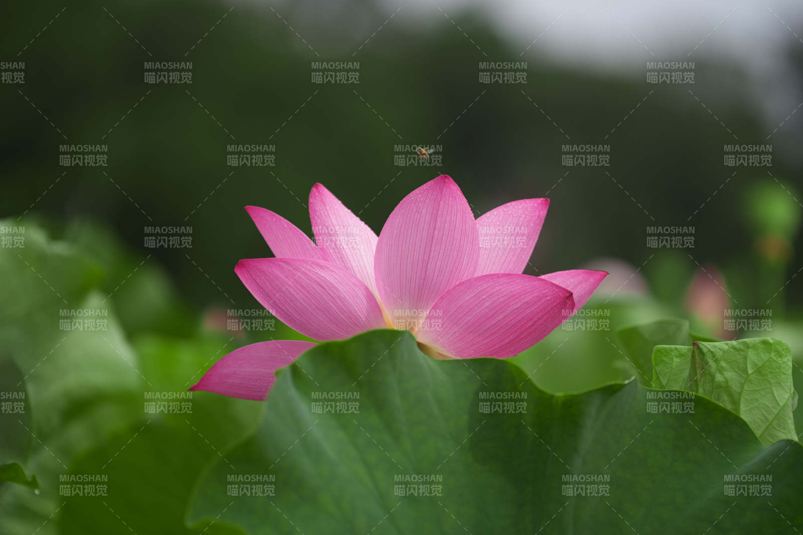 粉红莲花静谧绽放图片