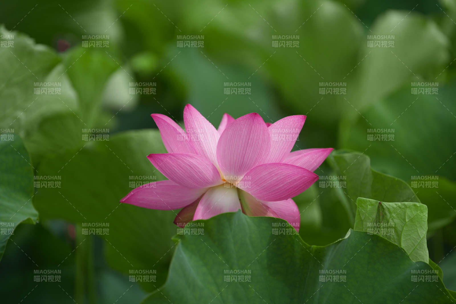 粉红莲花静谧绽放图片