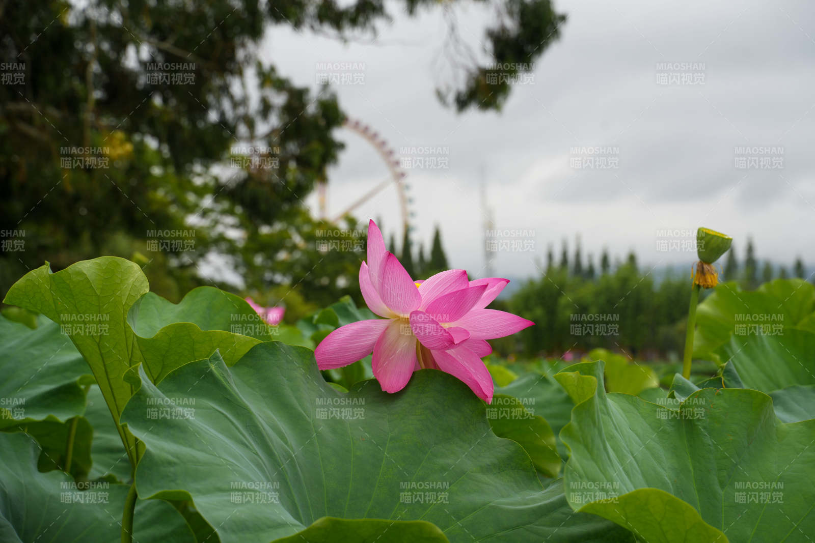 荷花盛开 绿叶相伴图片