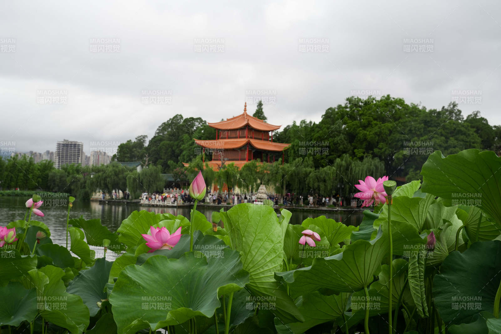 荷塘映古亭 夏日美景图片