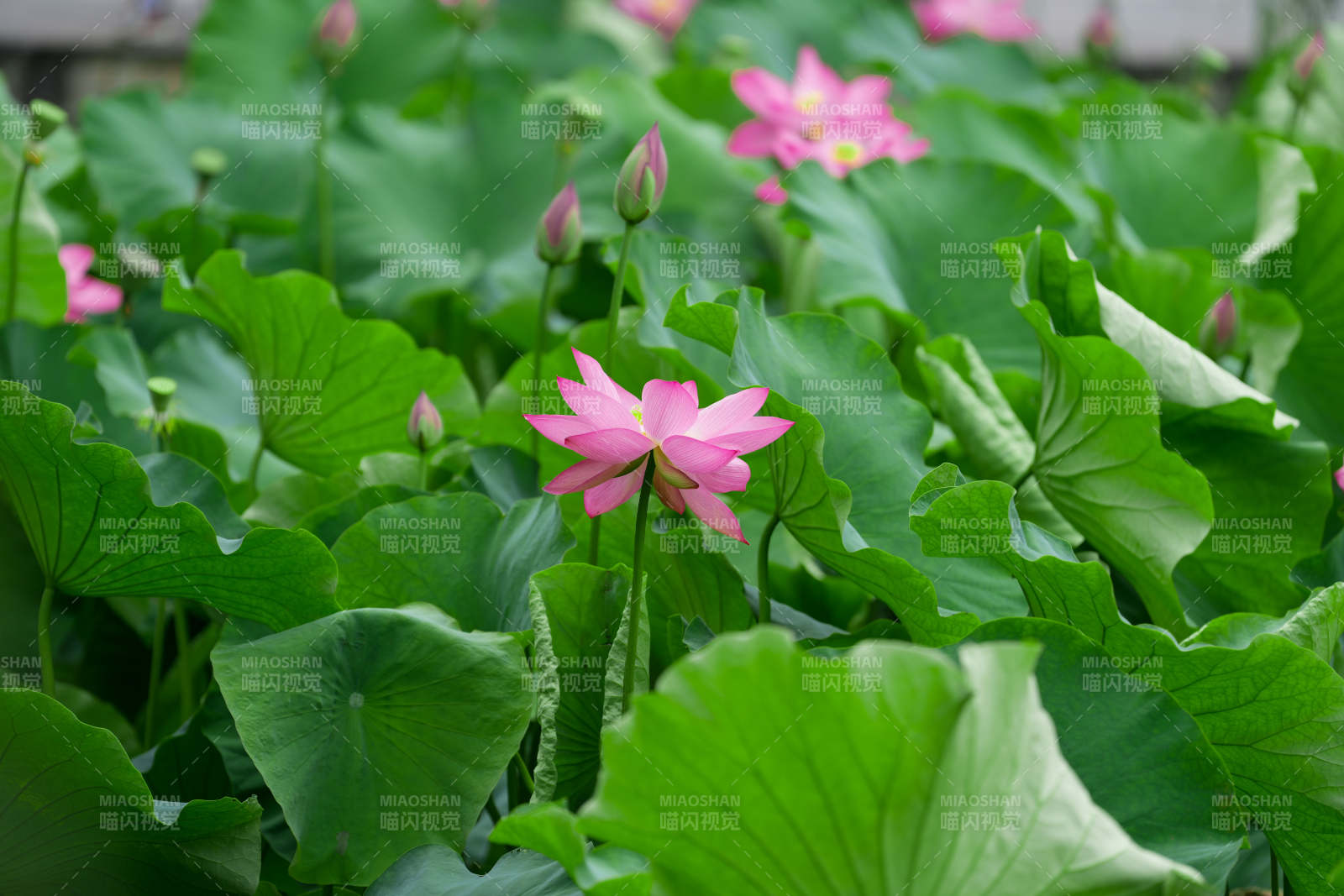 荷塘盛景 粉莲绽放图片
