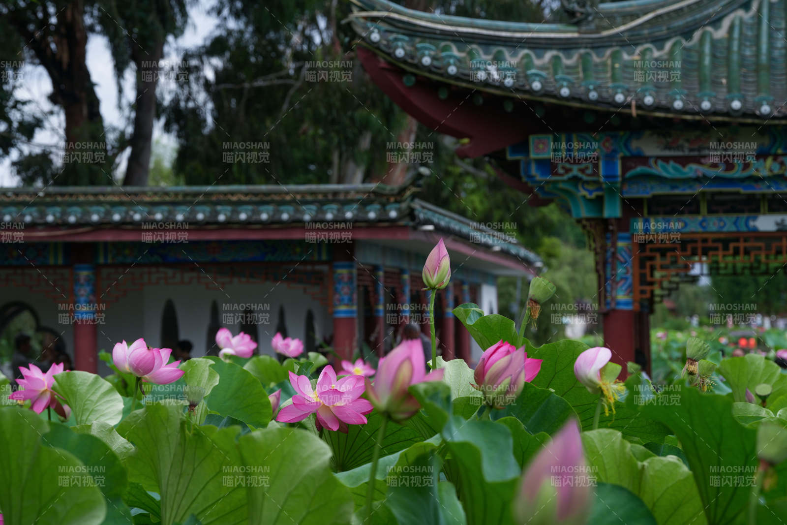 荷塘映古亭 花影婆娑图片