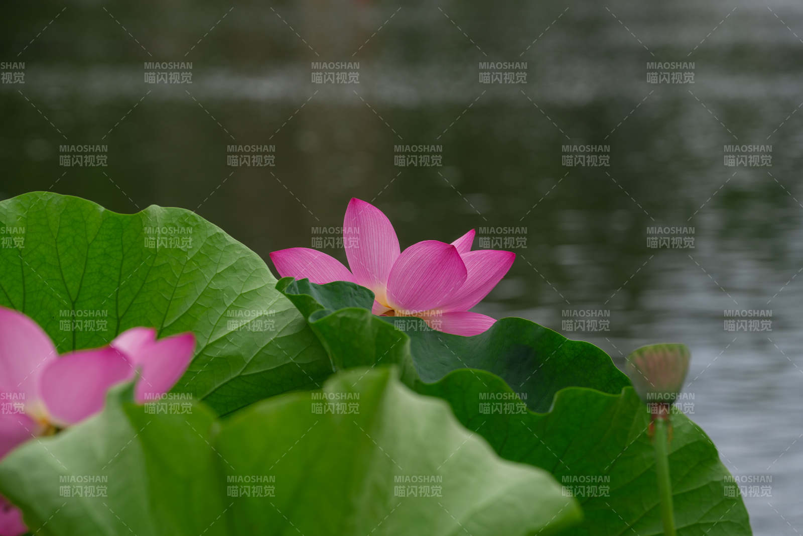 池塘中的粉色莲花图片