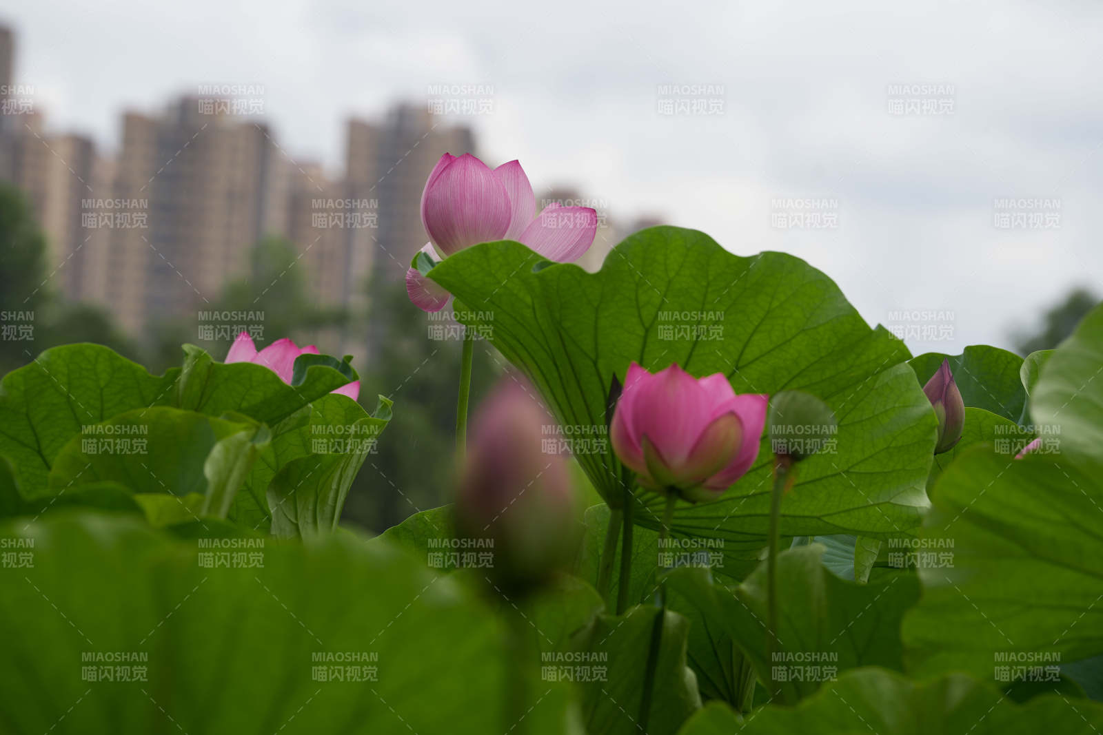 荷花盛开 绿叶相伴图片