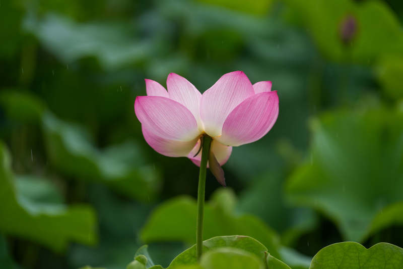 雨中绽放的粉色莲花图片