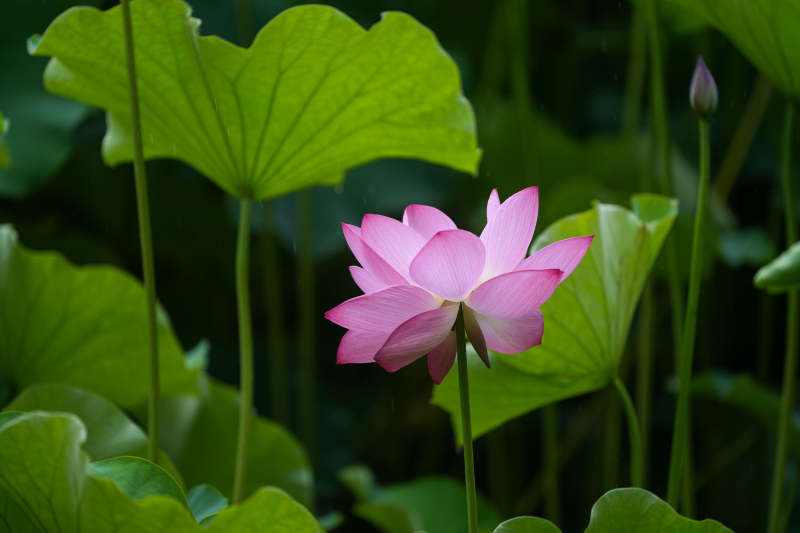 荷花盛开 绿叶相伴图片