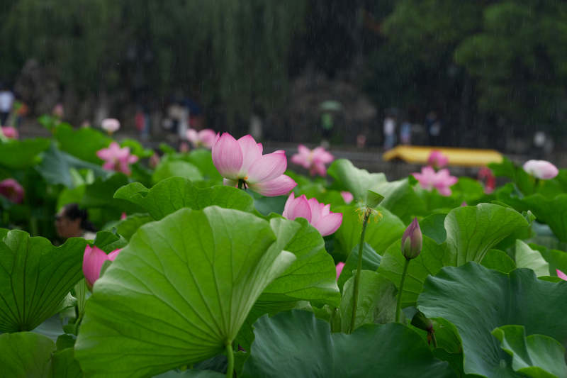 雨中荷花 绿叶相伴图片