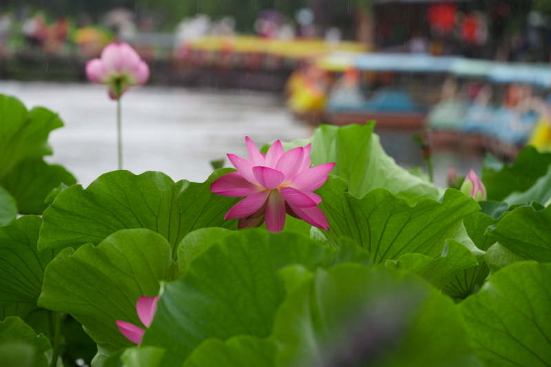 雨中荷花 清新雅致图片
