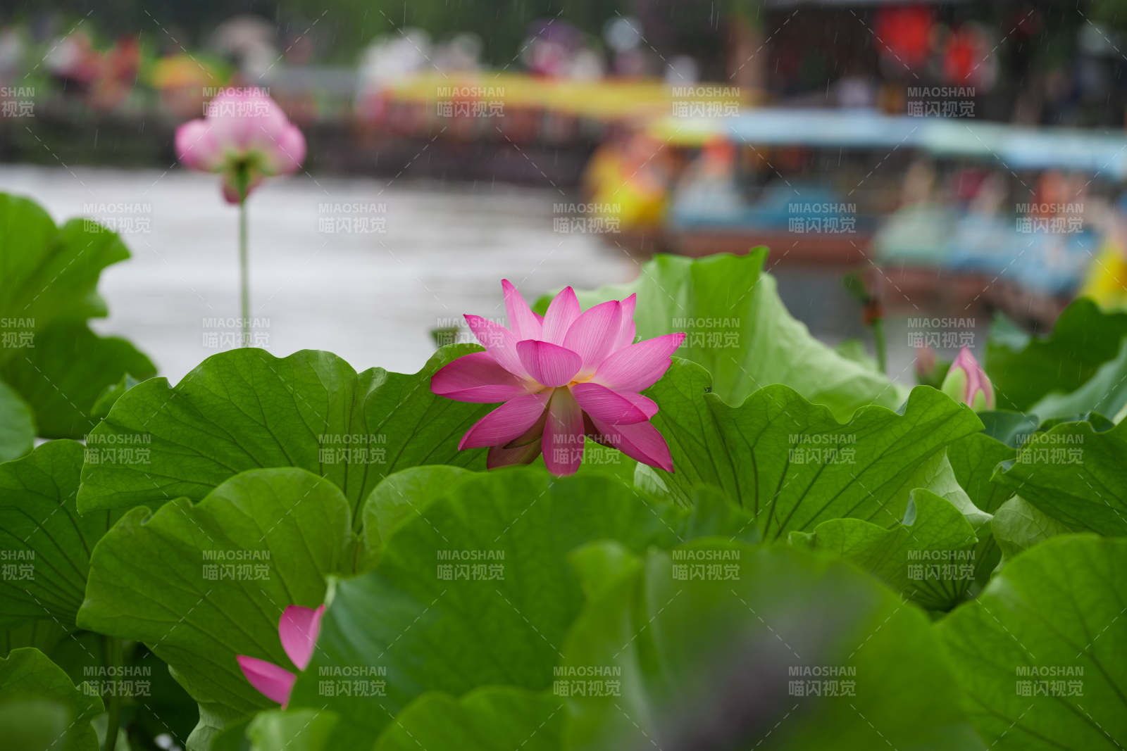 雨中荷花 清新雅致图片