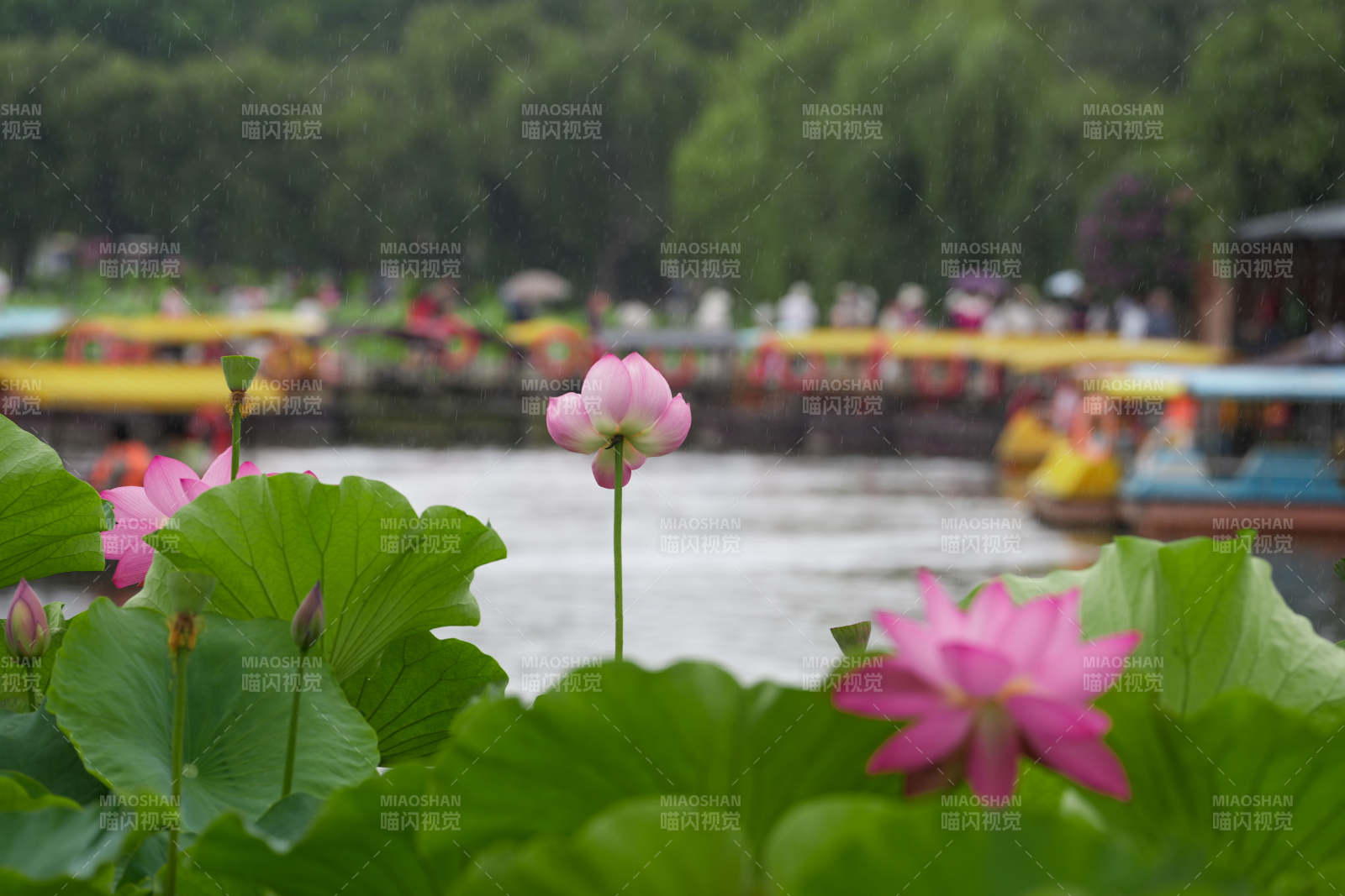 荷花盛开 游船穿梭图片