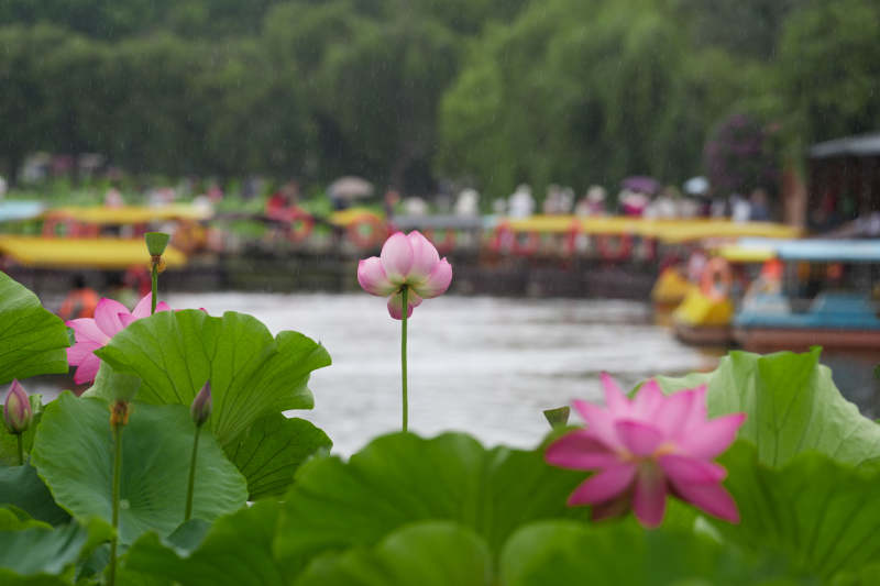 荷花盛开 游船穿梭图片