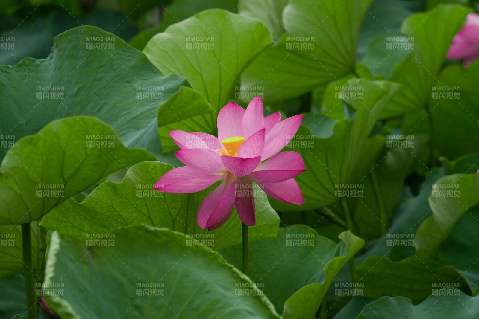 粉莲绽放绿叶间图片