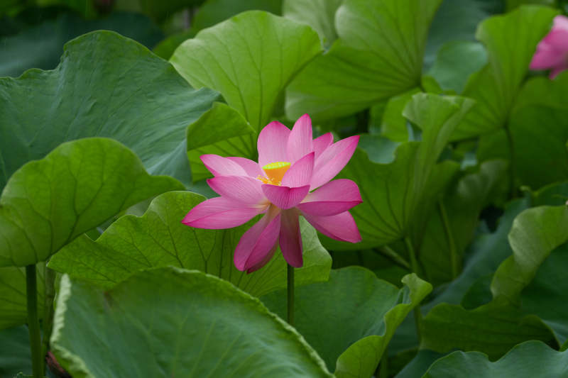 粉莲绽放绿叶间图片