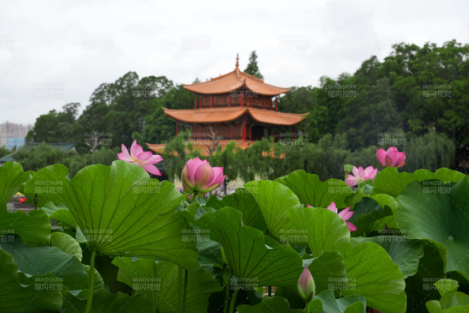 荷塘映古塔 夏日美景图图片