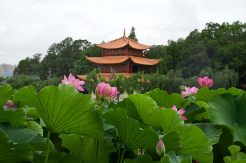 荷塘映古塔 夏日美景图图片
