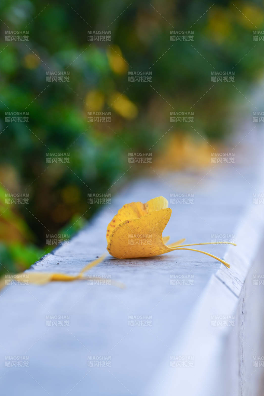 秋叶静卧栏杆上图片