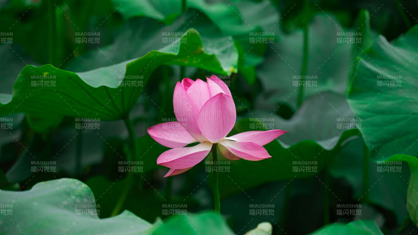 粉莲静绽绿叶间图片