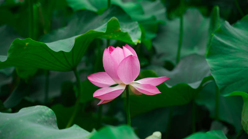 粉莲静绽绿叶间图片