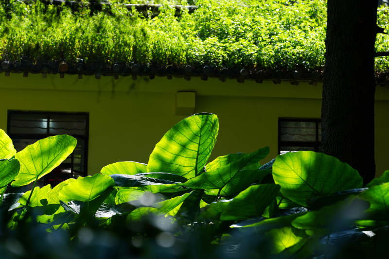 绿叶映衬黄色小屋图片