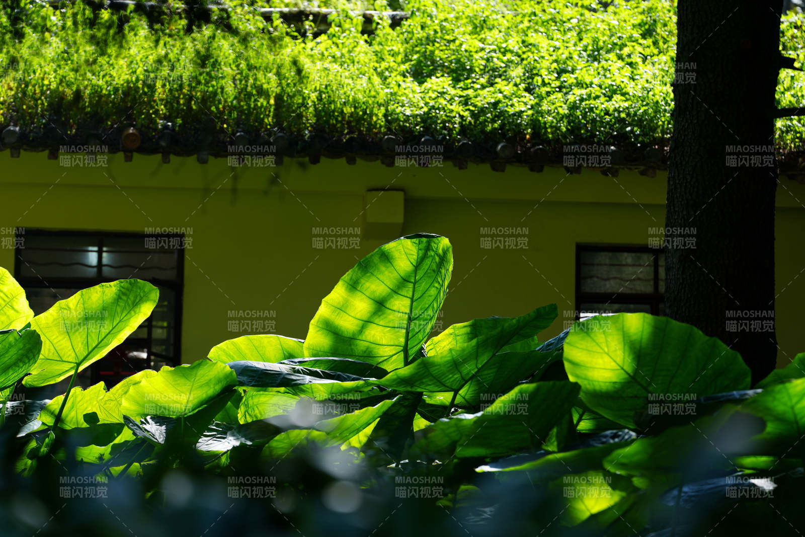 绿叶映衬黄色小屋图片