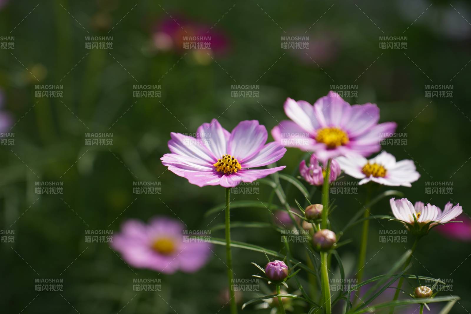 格桑花绽放花园中图片