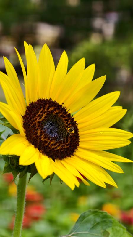 向日葵上的蜜蜂图片