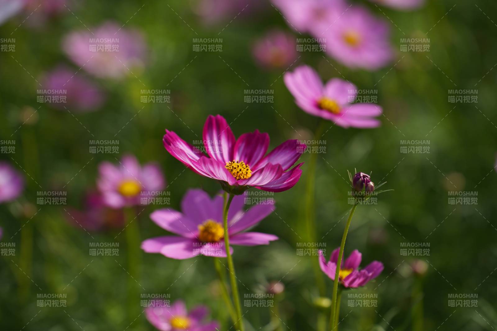 粉色花朵在风中摇曳图片