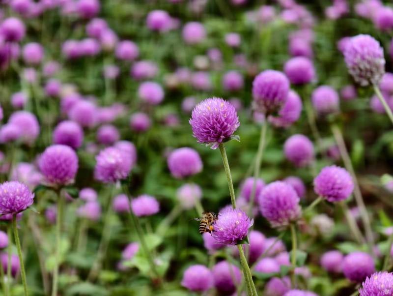 蜜蜂采蜜紫花丛中图片