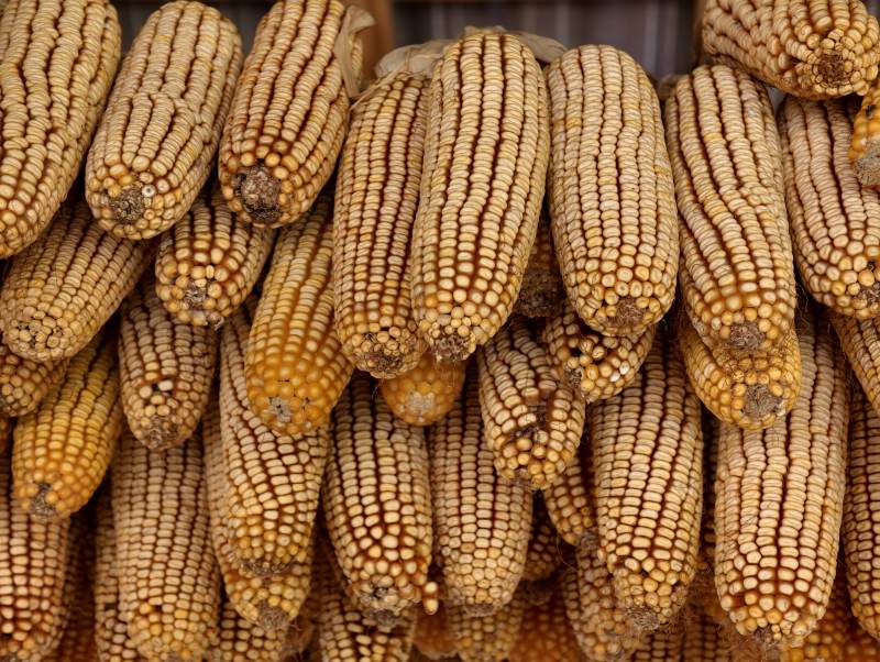 金黄玉米堆叠展示图图片